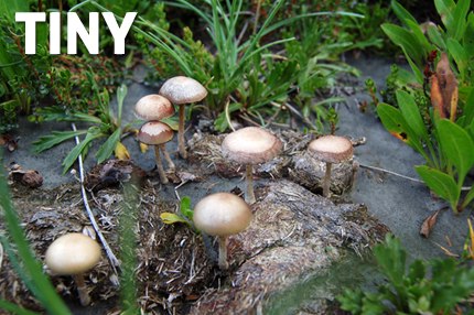 Callampas, probablemente Deconica coprophila, encontradas en la Cordillera Nevada, Lago Ranco, Chile.