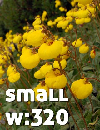 Un manchón de flores Calceolaria filicaulis, en la Cordillera Nevada, Lago Ranco, Chile.