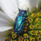 Imagen de un escarabajo bupréstido color azul iridiscente sobre una flor, especie Bilyaxia concinna.
