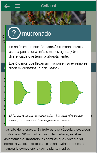 Captura de pantalla de ventanta emergente para el término “mucronado”.