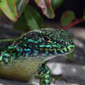 Imagen de una lagartija pintada, verde con azul, una Liolaemus pictus.