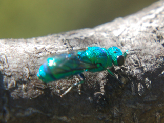 Fotografía de pequeña avispa verde-azulado iridiscente sobre una rama.